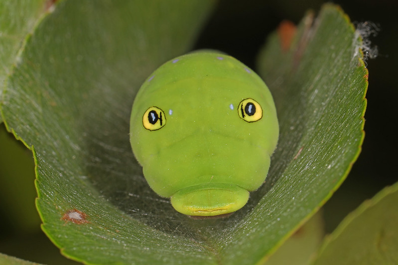 La chenille rigolote du papillon glauque La chenille rigolote du papillon glauque machaon tigre 6 La-chenille-rigolote-du-papillon-glauque-machaon-tigre-6