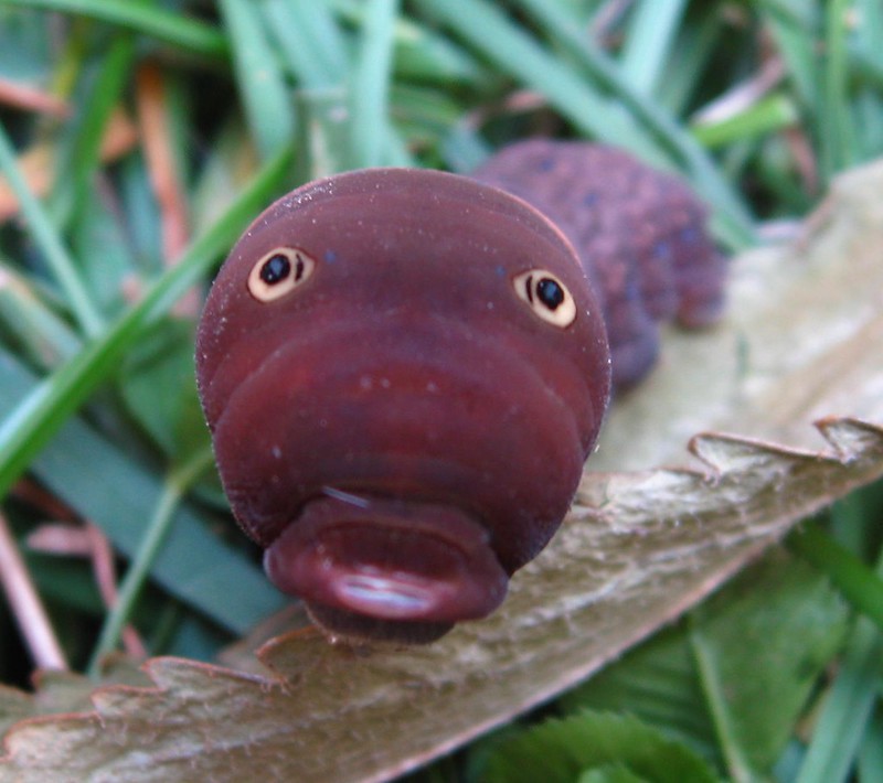 La chenille rigolote du papillon glauque La chenille rigolote du papillon glauque machaon tigre 7 La-chenille-rigolote-du-papillon-glauque-machaon-tigre-7