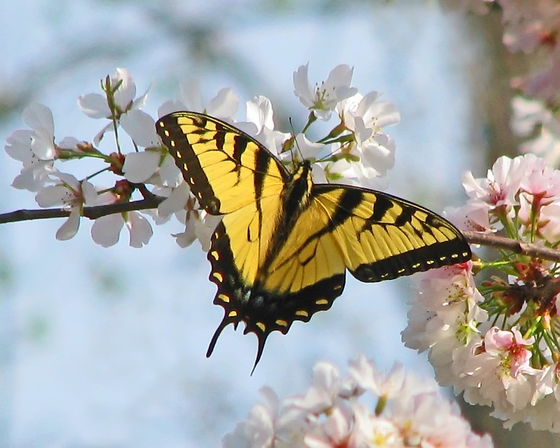 La chenille rigolote du papillon glauque La chenille rigolote du papillon glauque machaon tigre 9 La-chenille-rigolote-du-papillon-glauque-machaon-tigre-9