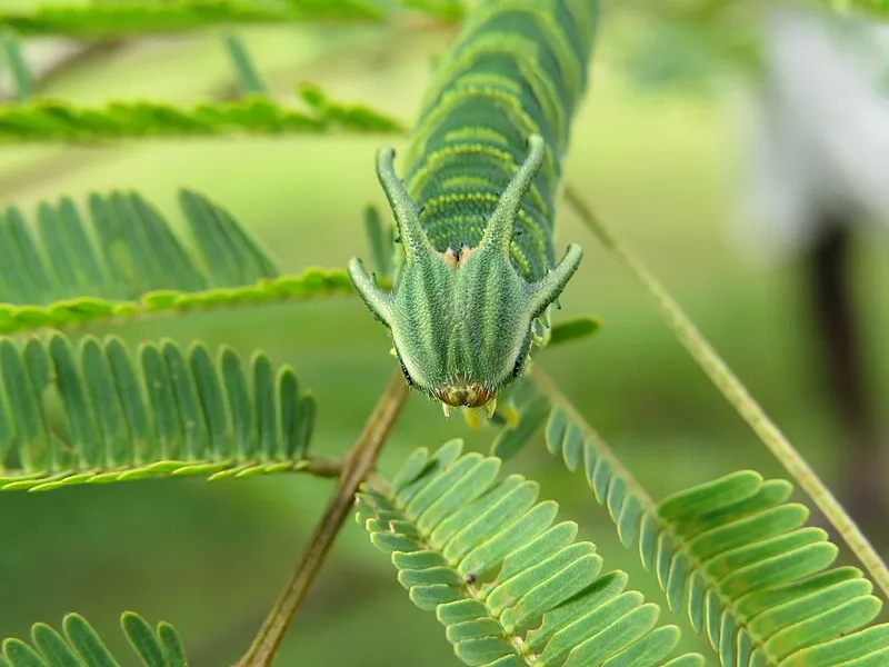 Les chenilles à tête de dragon Les chenilles a tete de dragon polyura 1 Les-chenilles-a-tete-de-dragon-polyura-1