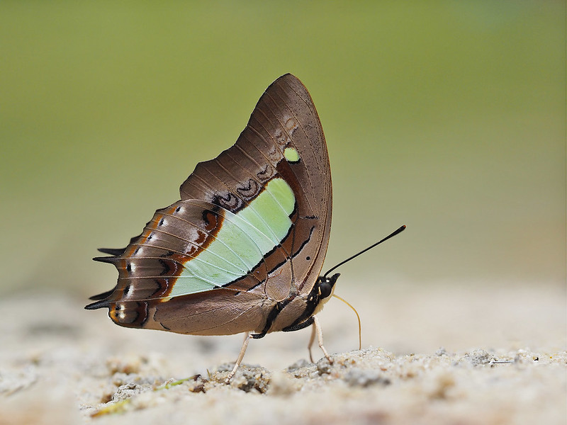 Les chenilles à tête de dragon Les chenilles a tete de dragon polyura 11 Les-chenilles-a-tete-de-dragon-polyura-11