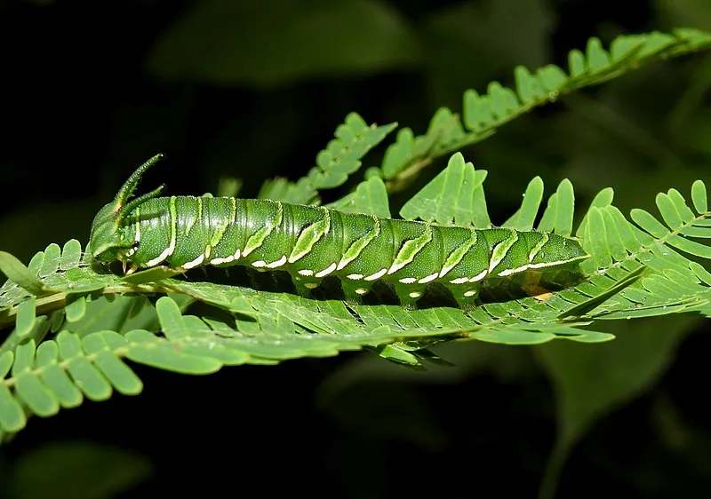 Les chenilles à tête de dragon Les chenilles a tete de dragon polyura 2 Les-chenilles-a-tete-de-dragon-polyura-2