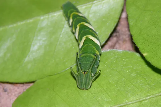 Les chenilles à tête de dragon Les chenilles a tete de dragon polyura 3 Les-chenilles-a-tete-de-dragon-polyura-3
