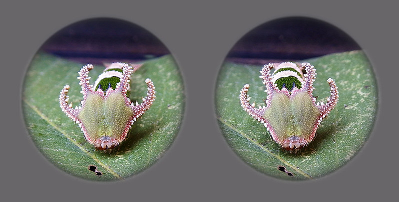 Les chenilles à tête de dragon Les chenilles a tete de dragon polyura 6 Les-chenilles-a-tete-de-dragon-polyura-6