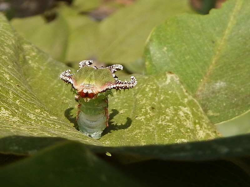 Les chenilles à tête de dragon Les chenilles a tete de dragon polyura 7 Les-chenilles-a-tete-de-dragon-polyura-7
