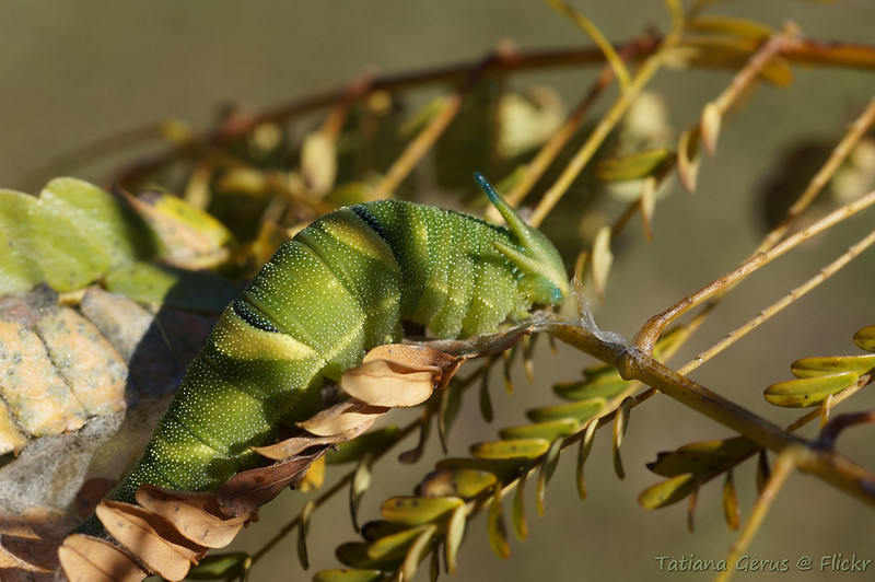 Les chenilles à tête de dragon Les chenilles a tete de dragon polyura 8 Les-chenilles-a-tete-de-dragon-polyura-8
