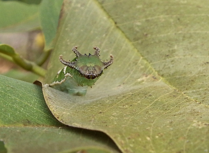 Les chenilles à tête de dragon Les chenilles a tete de dragon polyura 9 Les-chenilles-a-tete-de-dragon-polyura-9