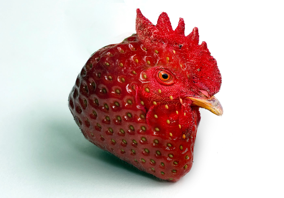 Les images et collages surréalistes de Semih İĞCİ Les images et collages surrealistes de Semih Igci fraise coq 1 Les-images-et-collages-surrealistes-de-Semih-İgci-fraise-coq-1
