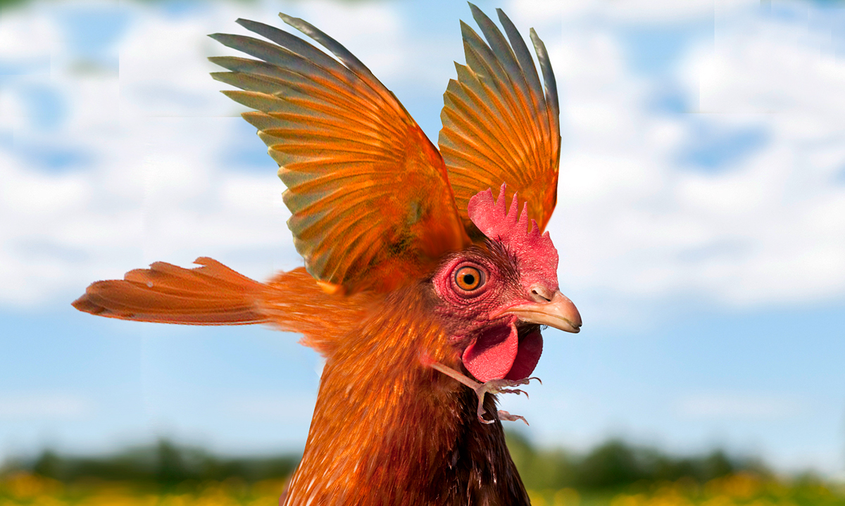 Les images et collages surréalistes de Semih İĞCİ Les images et collages surrealistes de Semih Igci oiseau coq Hen Headshot