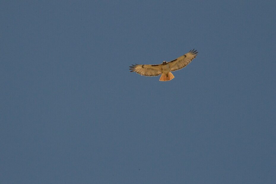 Buse à queue rousse Buteo jamaicensis en vol dans le Colorado
