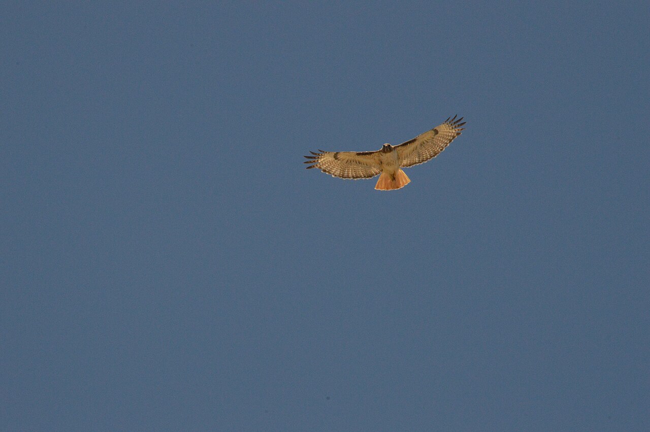 Buse à queue rousse Buteo jamaicensis en vol dans le Colorado Buse à queue rousse Buteo jamaicensis en vol dans le Colorado