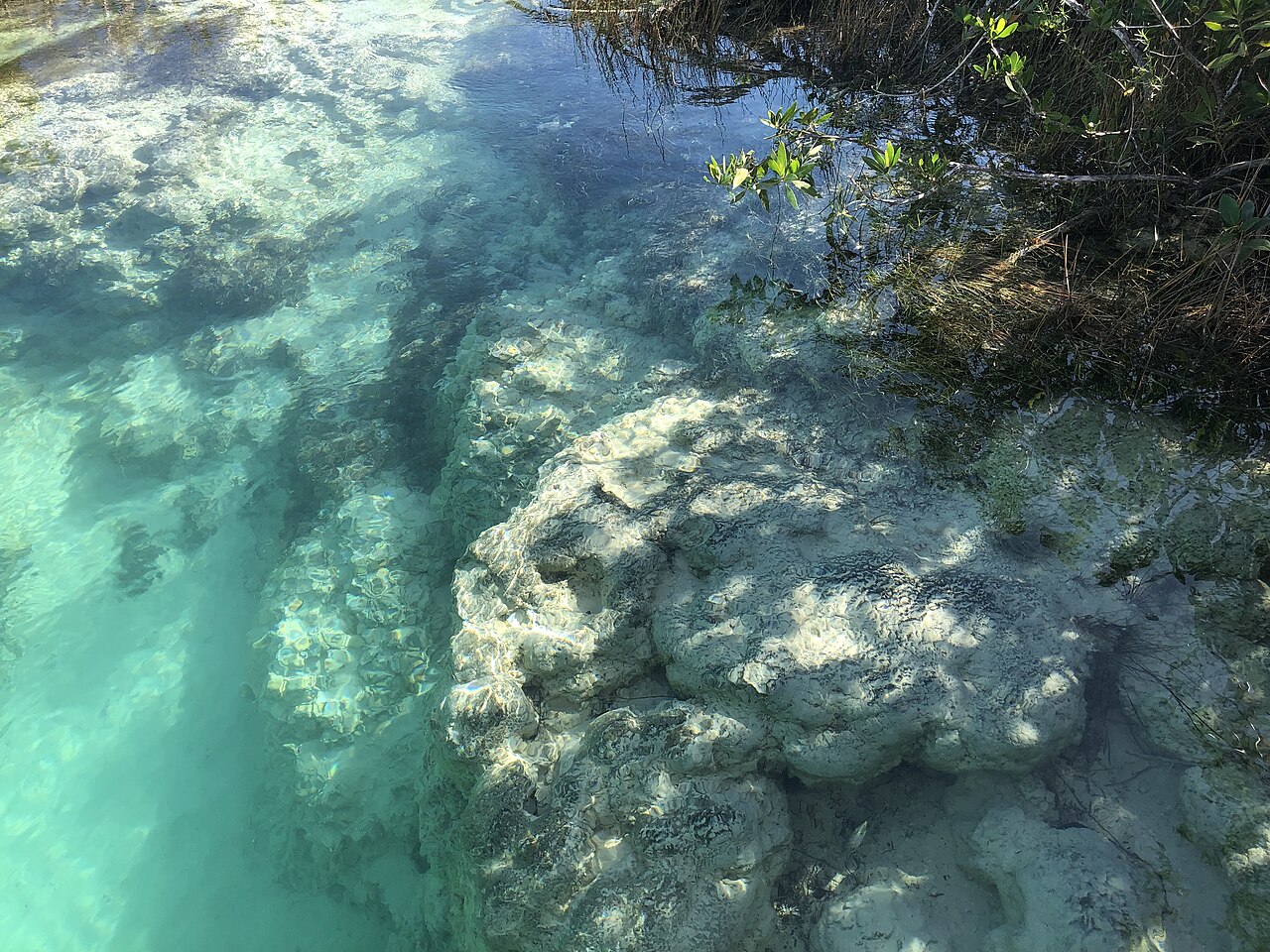 stromatolite lagune bacalar mexique Grande microbialite ou stromatolite dans la lagune de Bacalar au Mexique