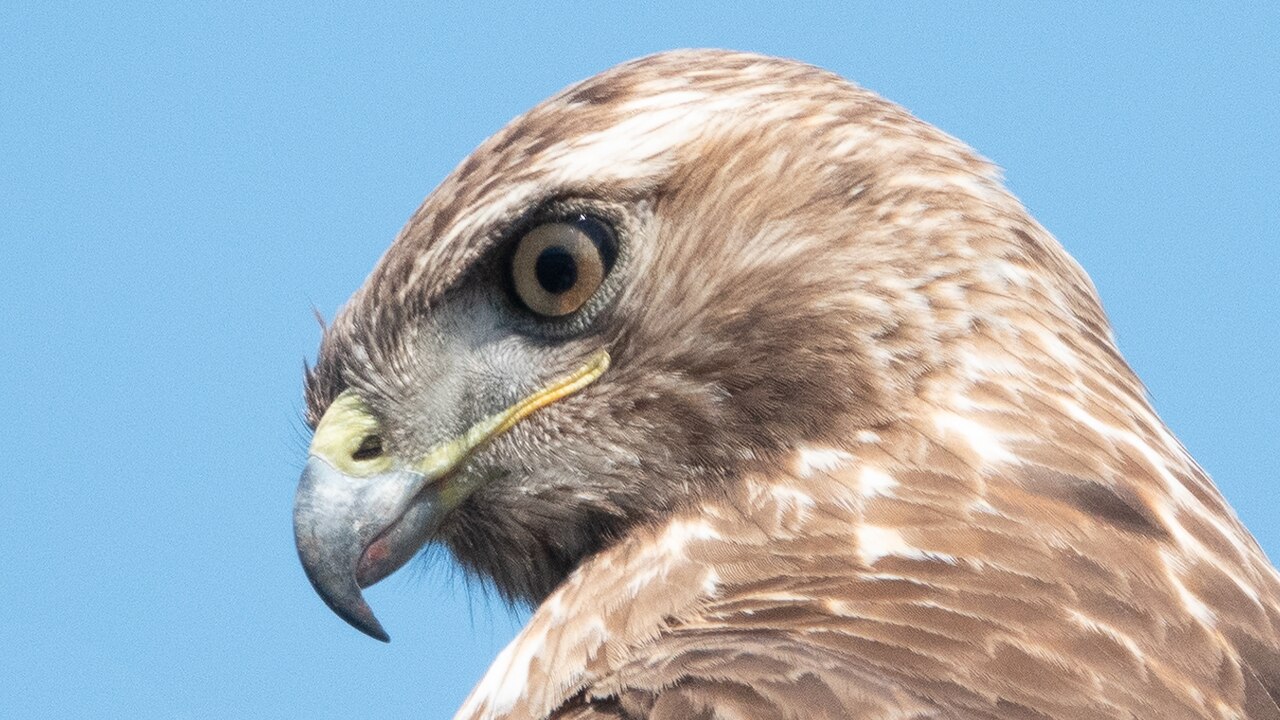 Tête et yeux d’une Buse à queue rousse Buteo jamaicensis Tête et yeux d’une Buse à queue rousse Buteo jamaicensis