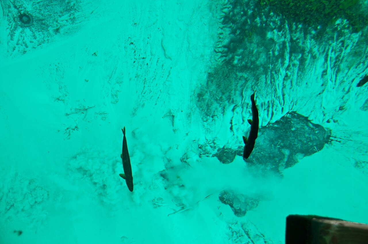 truites kitch iti kipi source Truites visibles dans l'eau transparente de Kitch-iti-kipi