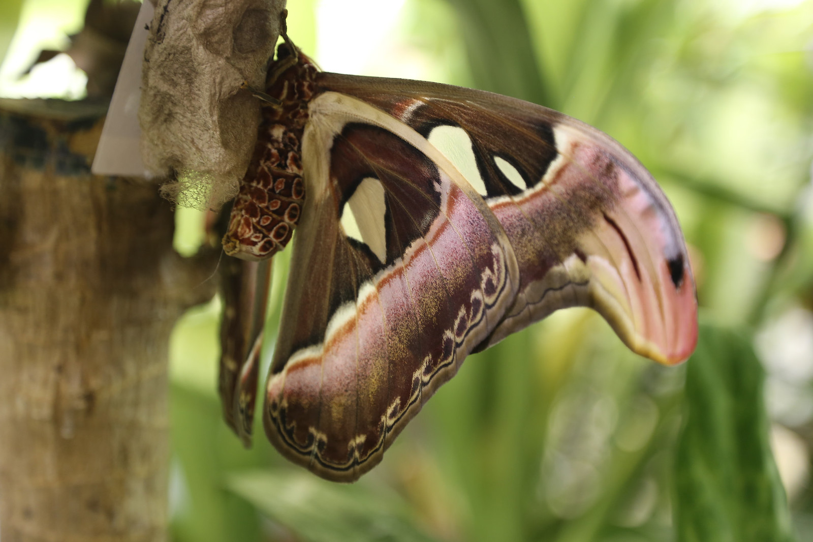 Attacus atlas le papillon cobra imitation serpent 1 Attacus atlas le papillon cobra imitation serpent 1