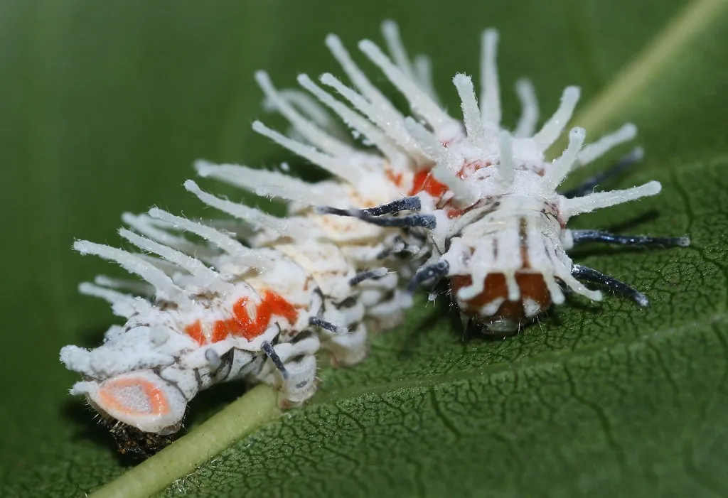 Attacus atlas - le papillon cobra Attacus atlas le papillon cobra imitation serpent 10 Attacus-atlas-le-papillon-cobra-imitation-serpent