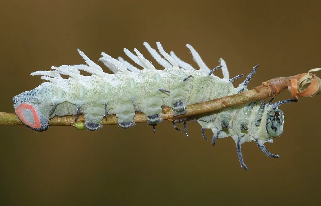 Attacus atlas - le papillon cobra Attacus atlas le papillon cobra imitation serpent 11 Attacus-atlas-le-papillon-cobra-imitation-serpent