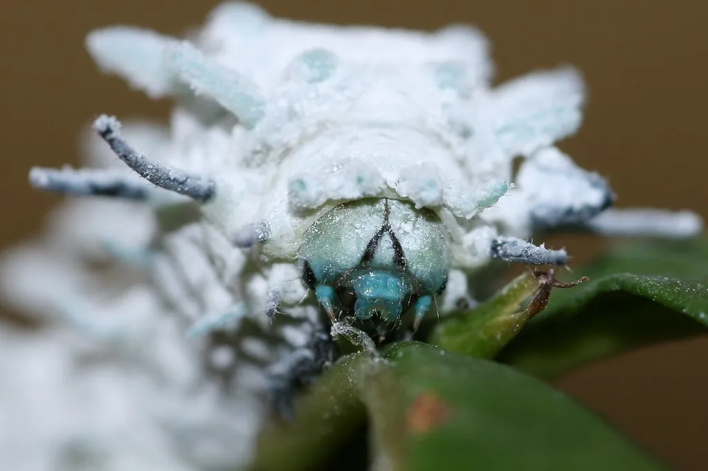 Attacus atlas - le papillon cobra Attacus atlas le papillon cobra imitation serpent 12 Attacus-atlas-le-papillon-cobra-imitation-serpent