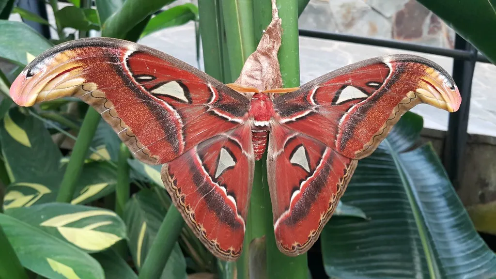 Attacus atlas - le papillon cobra Attacus atlas le papillon cobra imitation serpent 3 Attacus-atlas-le-papillon-cobra-imitation-serpent