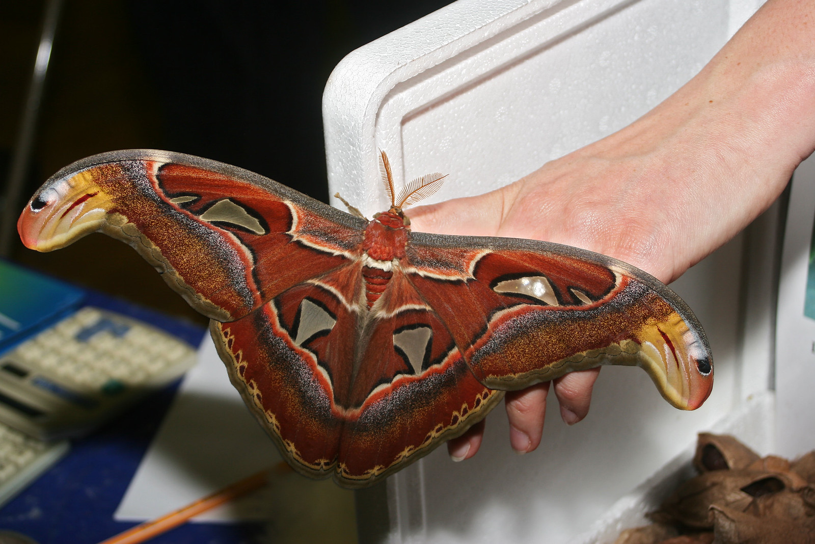 Attacus atlas le papillon cobra imitation serpent 4 Attacus atlas le papillon cobra imitation serpent 4