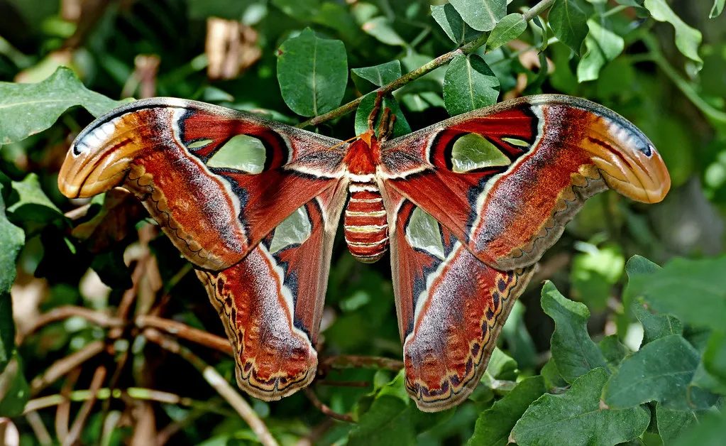 Attacus atlas - le papillon cobra Attacus atlas le papillon cobra imitation serpent 7 Attacus-atlas-le-papillon-cobra-imitation-serpent
