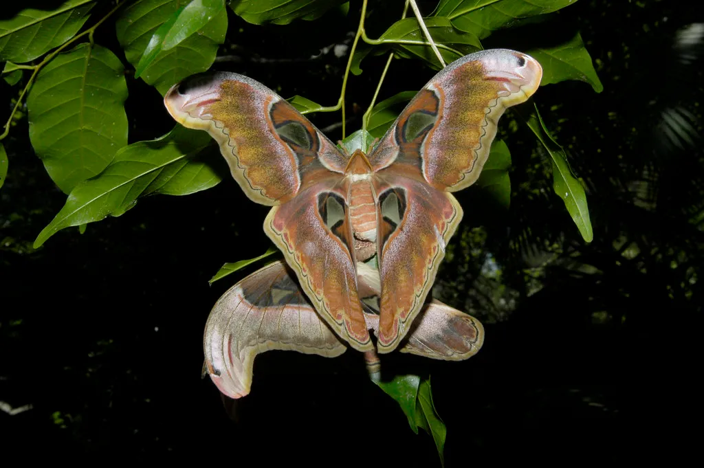Attacus atlas - le papillon cobra Attacus atlas le papillon cobra imitation serpent 8 Attacus-atlas-le-papillon-cobra-imitation-serpent