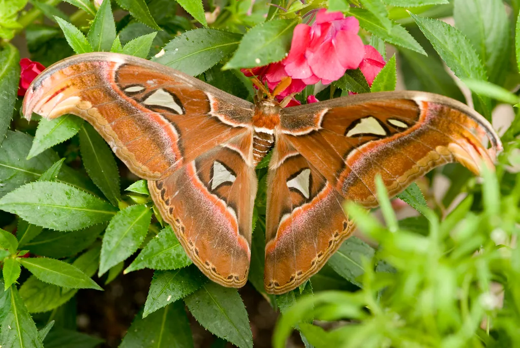 Attacus atlas - le papillon cobra Attacus atlas le papillon cobra imitation serpent 9 Attacus-atlas-le-papillon-cobra-imitation-serpent
