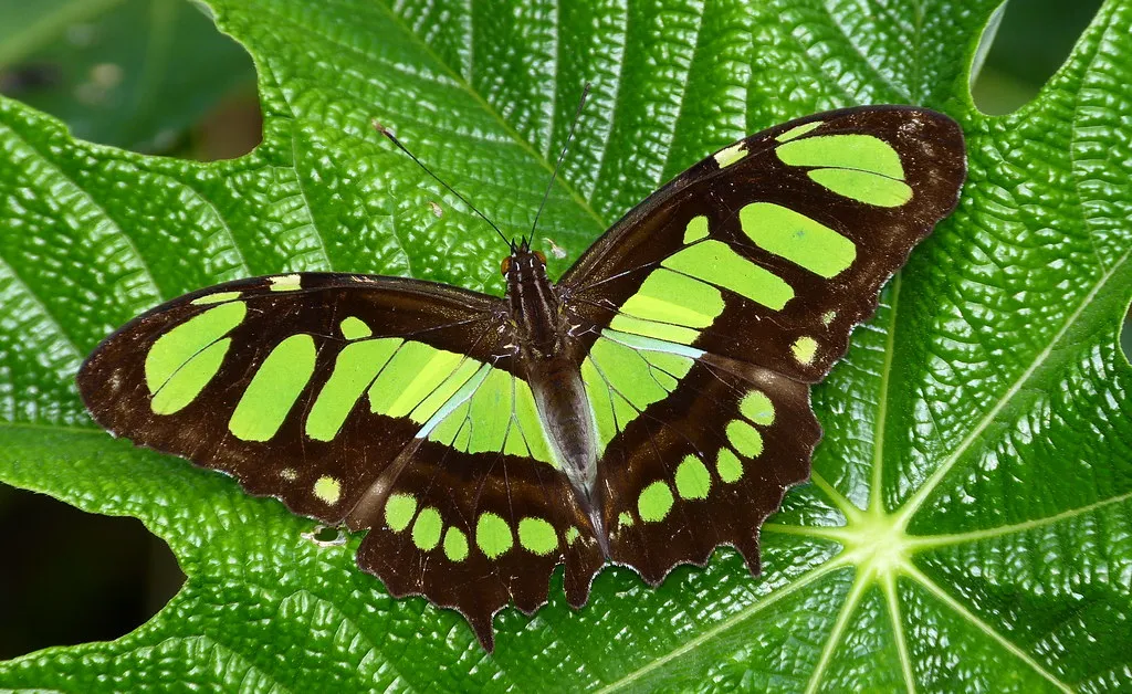 La chenille à épines du malachite La chenille a epines du malachite papillon Siproeta stelenes 1 La chenille a epines du malachite papillon Siproeta stelenes 1