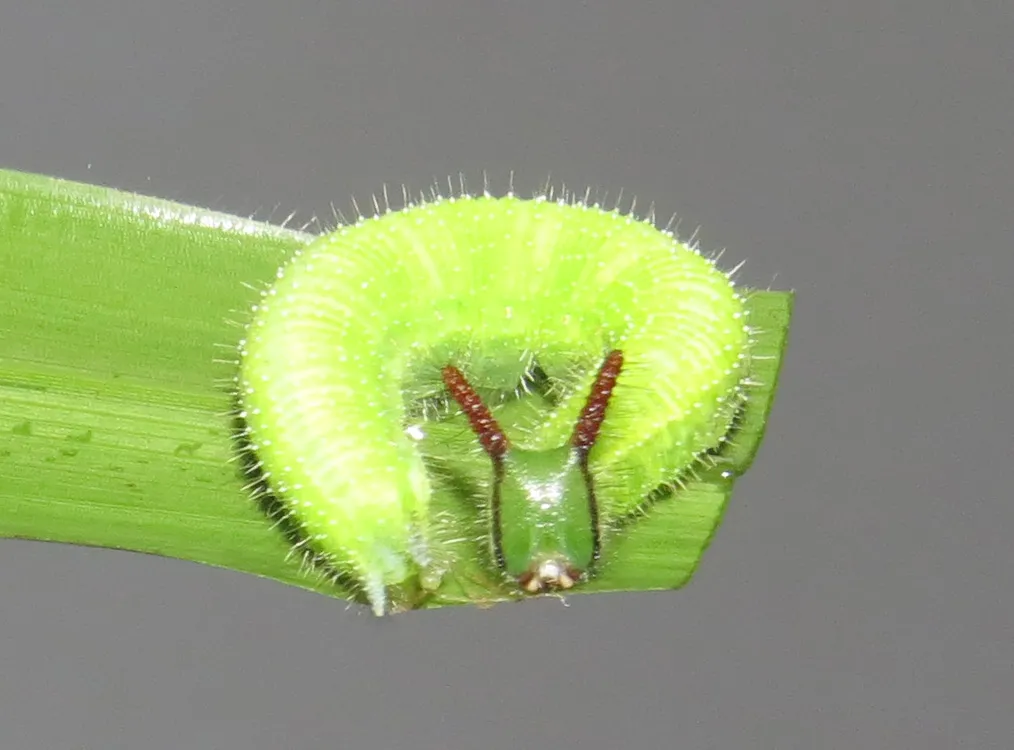 La chenille cornue et velue du Léda La chenille cornue et velue du Melanitis leda papillon 2 La-chenille-cornue-et-velue-du-Melanitis-leda-papillon