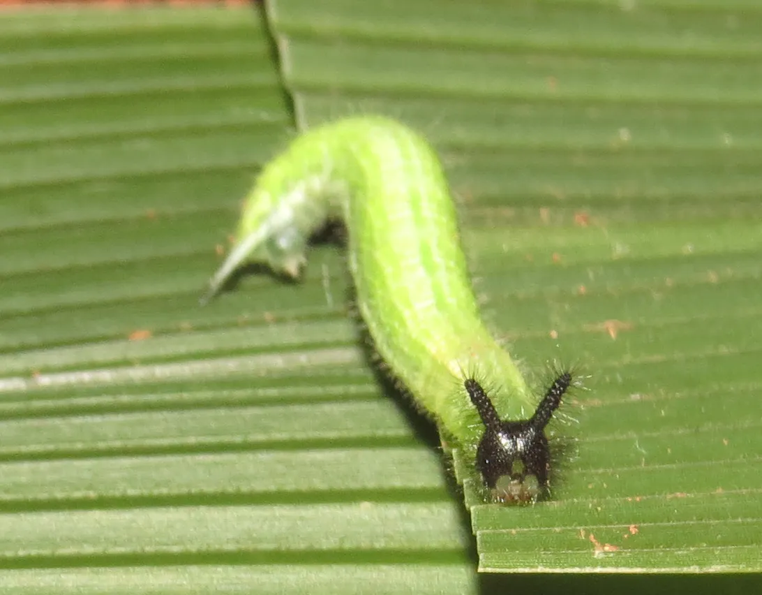 La chenille cornue et velue du Léda La chenille cornue et velue du Melanitis leda papillon 3 La-chenille-cornue-et-velue-du-Melanitis-leda-papillon