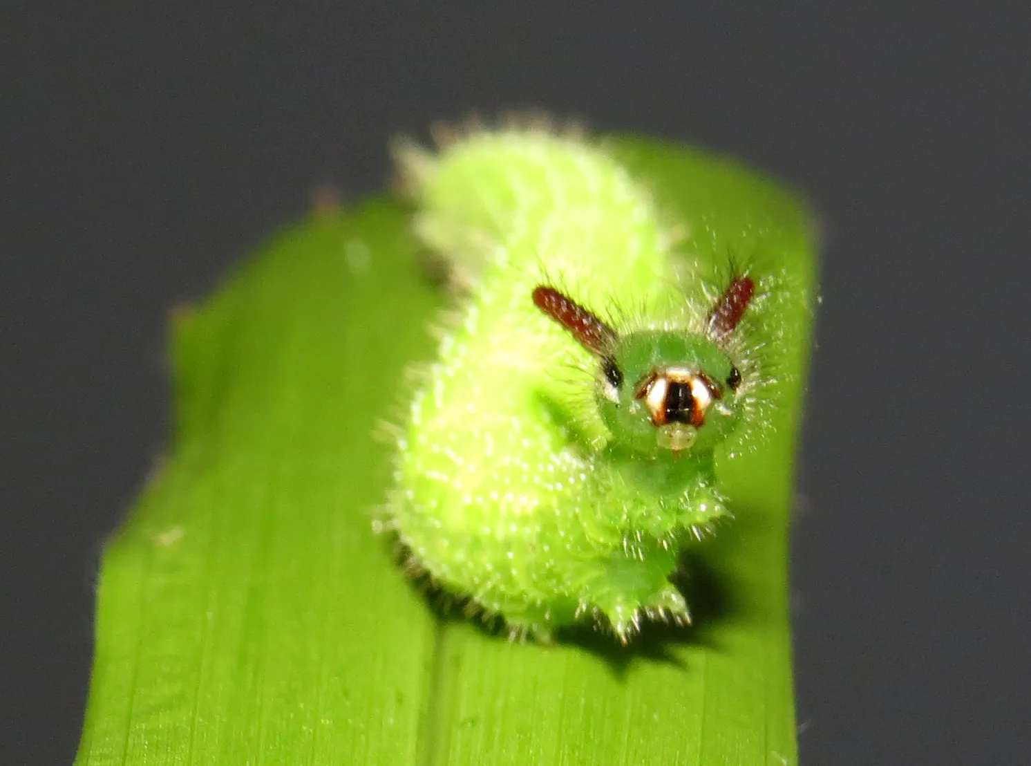 La chenille cornue et velue du Léda La chenille cornue et velue du Melanitis leda papillon 4 La-chenille-cornue-et-velue-du-Melanitis-leda-papillon