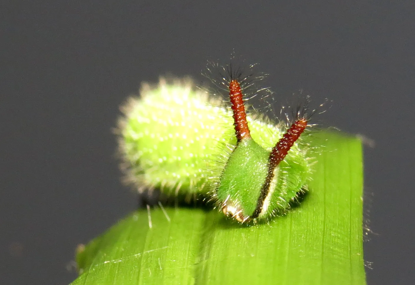 La chenille cornue et velue du Léda La chenille cornue et velue du Melanitis leda papillon 5 La-chenille-cornue-et-velue-du-Melanitis-leda-papillon
