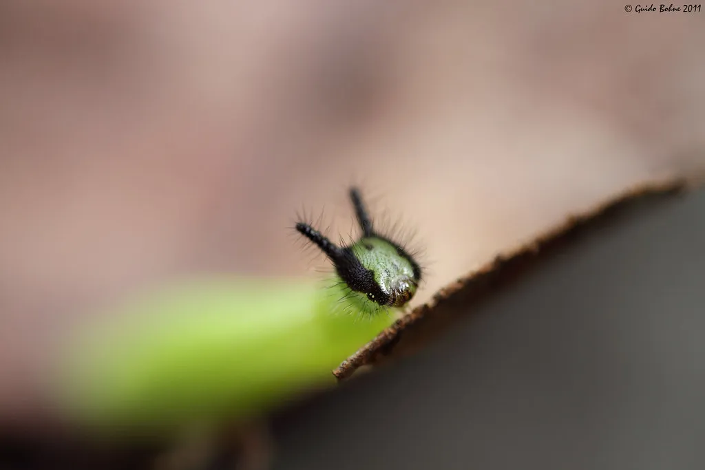 La chenille cornue et velue du Léda La chenille cornue et velue du Melanitis leda papillon 6 La-chenille-cornue-et-velue-du-Melanitis-leda-papillon