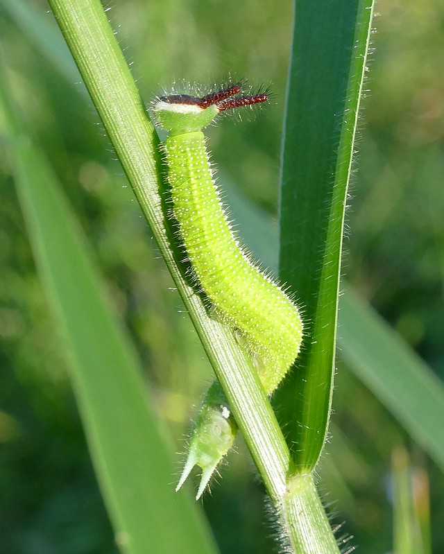 La chenille cornue et velue du Léda La chenille cornue et velue du Melanitis leda papillon 7 La-chenille-cornue-et-velue-du-Melanitis-leda-papillon