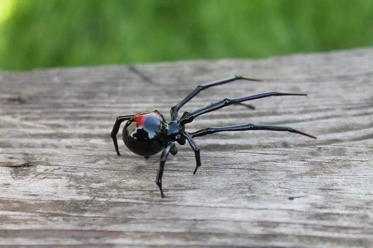 Les araignées de verre très réalistes de Glass Symphony Les araignees de verre tres realistes de Glass Symphony soufflage de verre 3 Les-araignees-de-verre-tres-realistes-de-Glass-Symphony-soufflage-de-verre