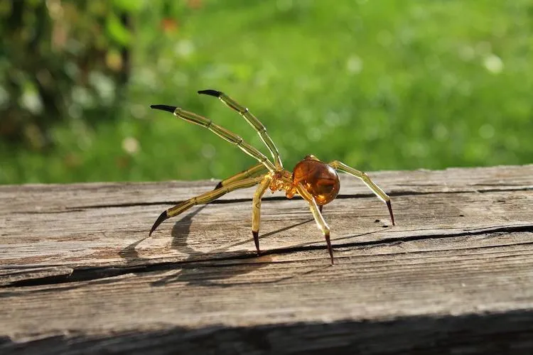Les araignées de verre très réalistes de Glass Symphony Les araignees de verre tres realistes de Glass Symphony soufflage de verre 9 Les-araignees-de-verre-tres-realistes-de-Glass-Symphony-soufflage-de-verre