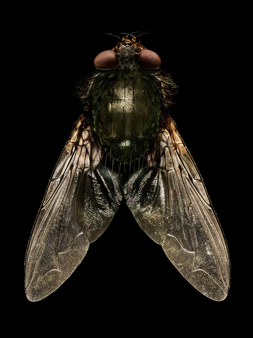 Microsculpture - des portraits d'insectes en microphotographie par Levon Biss Microsculpture des portraits d insectes en microphotographie par Levon Biss 1 Microsculpture-des-portraits-d-insectes-en-microphotographie-par-Levon-Biss