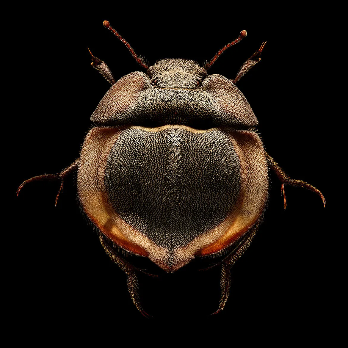 Microsculpture - des portraits d'insectes en microphotographie par Levon Biss Microsculpture des portraits d insectes en microphotographie par Levon Biss 10 Microsculpture-des-portraits-d-insectes-en-microphotographie-par-Levon-Biss