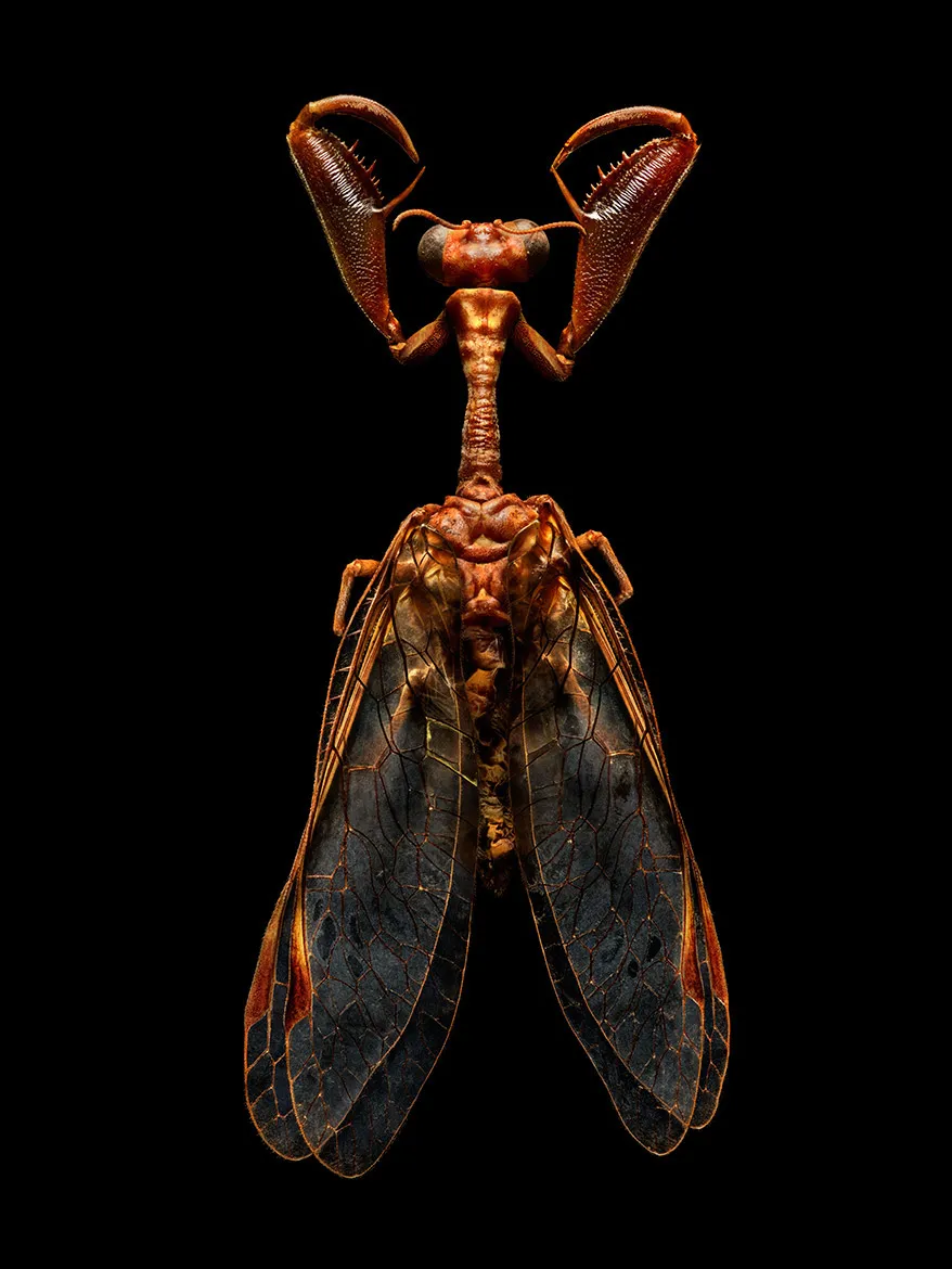 Microsculpture - des portraits d'insectes en microphotographie par Levon Biss Microsculpture des portraits d insectes en microphotographie par Levon Biss 11 Microsculpture-des-portraits-d-insectes-en-microphotographie-par-Levon-Biss