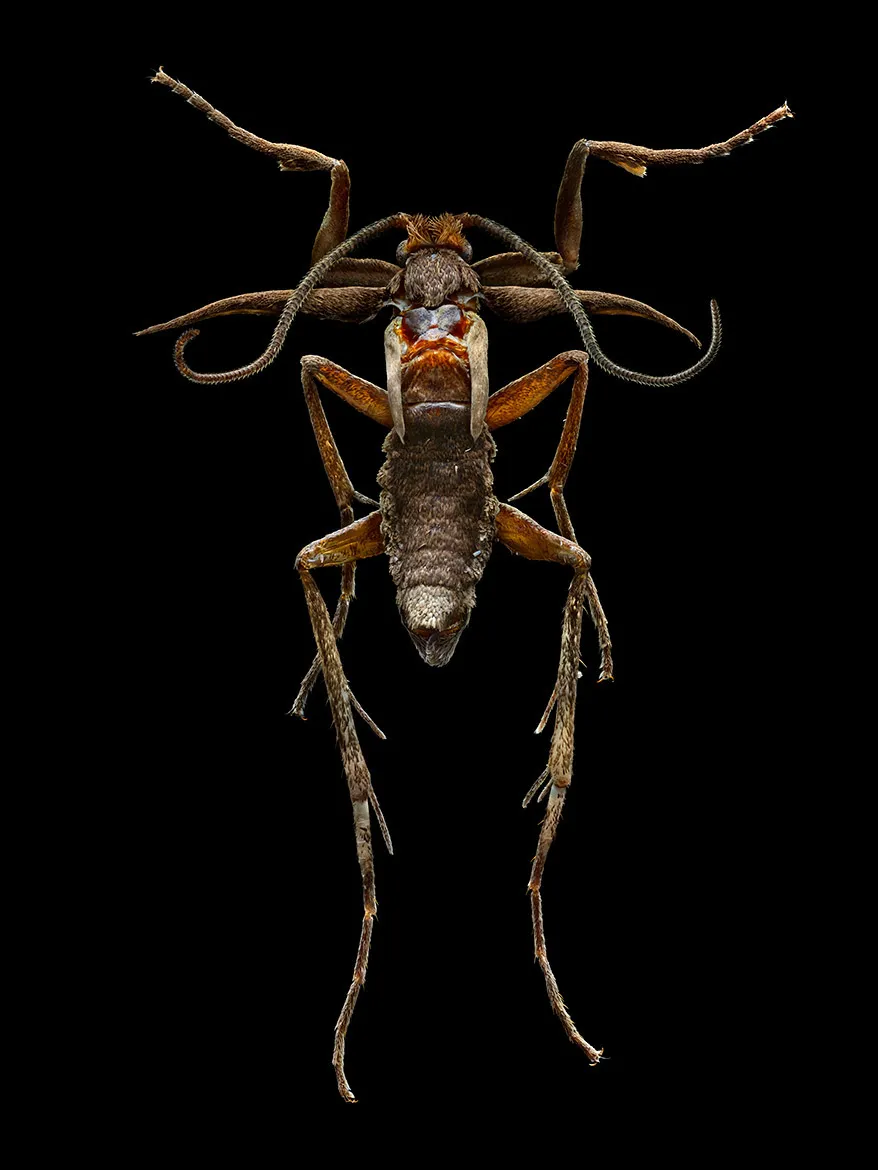 Microsculpture - des portraits d'insectes en microphotographie par Levon Biss Microsculpture des portraits d insectes en microphotographie par Levon Biss 12 Microsculpture-des-portraits-d-insectes-en-microphotographie-par-Levon-Biss