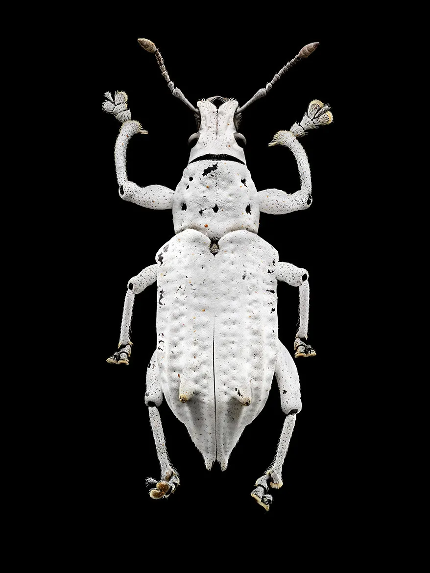 Microsculpture - des portraits d'insectes en microphotographie par Levon Biss Microsculpture des portraits d insectes en microphotographie par Levon Biss 14 Microsculpture-des-portraits-d-insectes-en-microphotographie-par-Levon-Biss