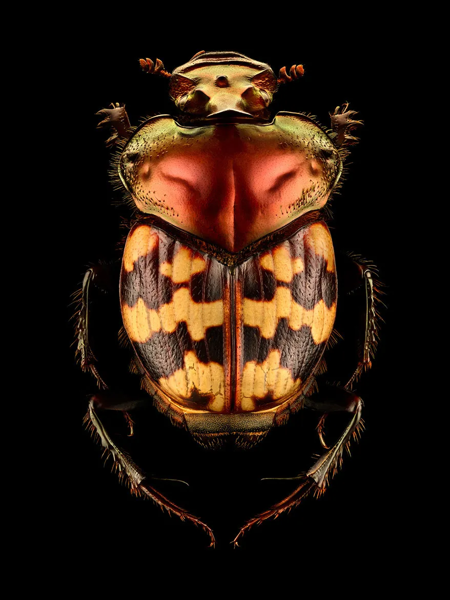 Microsculpture - des portraits d'insectes en microphotographie par Levon Biss Microsculpture des portraits d insectes en microphotographie par Levon Biss 15 Microsculpture-des-portraits-d-insectes-en-microphotographie-par-Levon-Biss