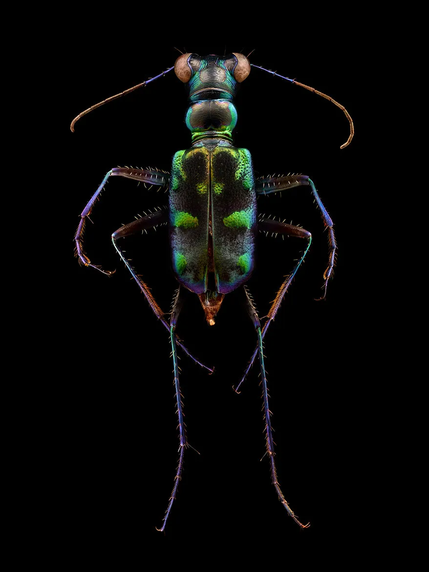 Microsculpture - des portraits d'insectes en microphotographie par Levon Biss Microsculpture des portraits d insectes en microphotographie par Levon Biss 16 Microsculpture-des-portraits-d-insectes-en-microphotographie-par-Levon-Biss