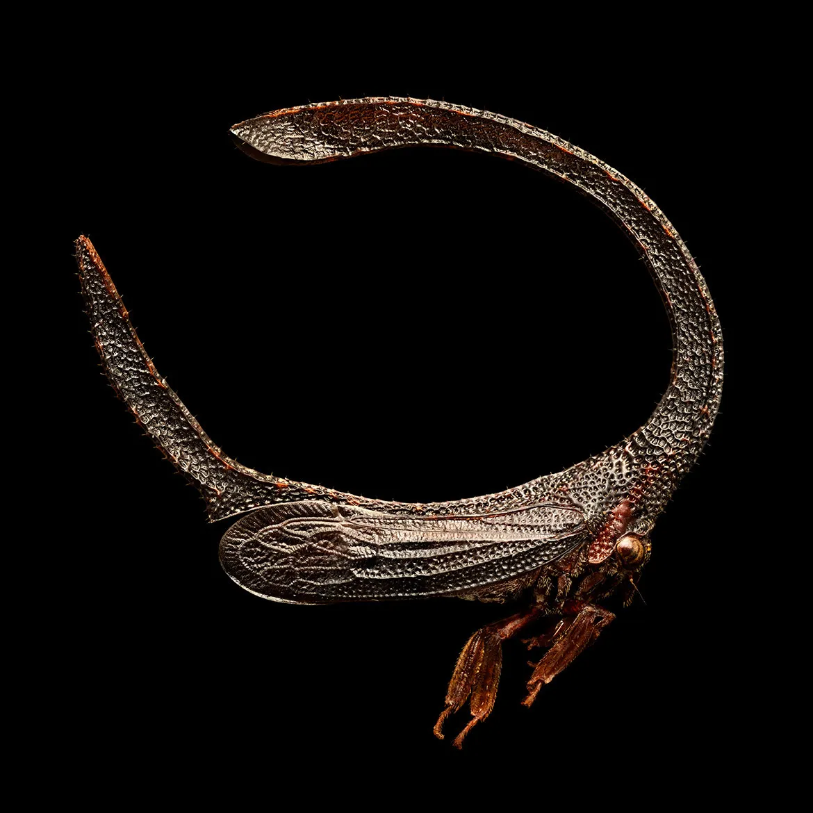 Microsculpture - des portraits d'insectes en microphotographie par Levon Biss Microsculpture des portraits d insectes en microphotographie par Levon Biss 2 Microsculpture-des-portraits-d-insectes-en-microphotographie-par-Levon-Biss