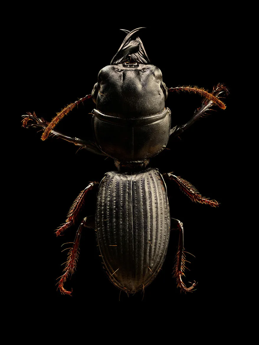 Microsculpture - des portraits d'insectes en microphotographie par Levon Biss Microsculpture des portraits d insectes en microphotographie par Levon Biss 3 Microsculpture-des-portraits-d-insectes-en-microphotographie-par-Levon-Biss