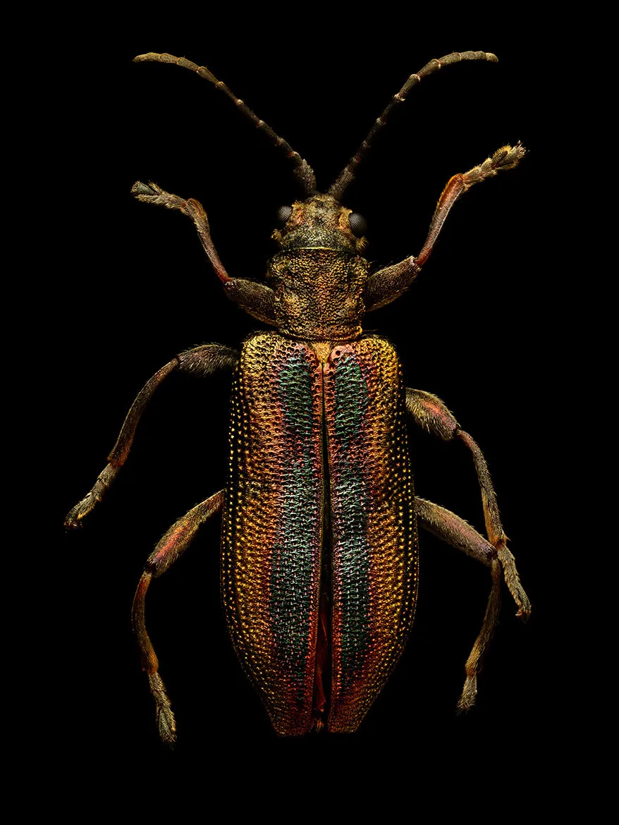 Microsculpture - des portraits d'insectes en microphotographie par Levon Biss Microsculpture des portraits d insectes en microphotographie par Levon Biss 4 Microsculpture-des-portraits-d-insectes-en-microphotographie-par-Levon-Biss