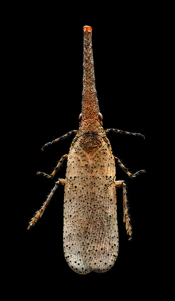 Microsculpture - des portraits d'insectes en microphotographie par Levon Biss Microsculpture des portraits d insectes en microphotographie par Levon Biss 9 Microsculpture-des-portraits-d-insectes-en-microphotographie-par-Levon-Biss