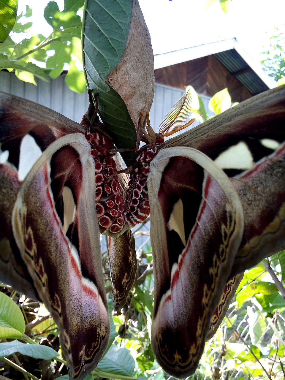 Mâle et femelle Attacus atlas en accouplement avec un cocon Mâle et femelle Attacus atlas en accouplement avec un cocon