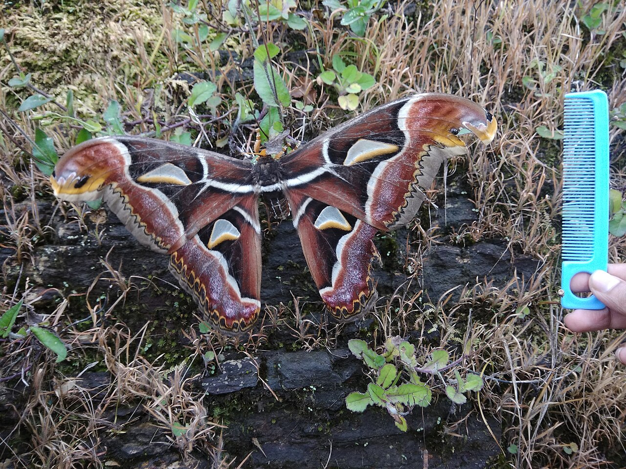Papillon Atlas Attacus atlas photographié au Mizoram en Inde Papillon Atlas Attacus atlas photographié au Mizoram en Inde