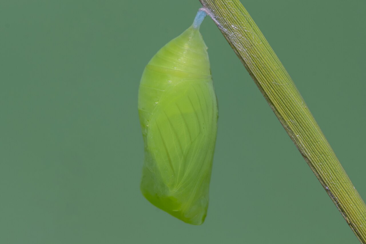 Chrysalide verte de Melanitis leda, le papillon Léda Chrysalide verte de Melanitis leda, le papillon Léda